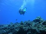 Hawaii Scuba divng 60