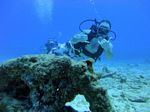 Hawaii Scuba divng 64