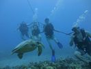 Hawaii Scuba divng 15