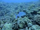 Hawaii Scuba divng 46