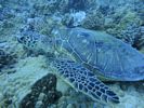 Hawaii Scuba divng 05