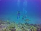 Hawaii Scuba divng 11