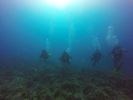 Hawaii Scuba divng 37