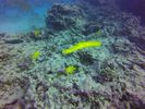 Hawaii Scuba divng 48