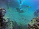 Hawaii Scuba divng 51