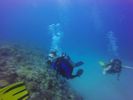 Hawaii Scuba divng 61