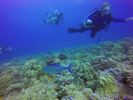 Hawaii Scuba divng 70