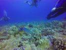 Hawaii Scuba divng 71