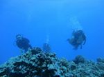 Hawaii Scuba divng 73