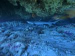 Hawaii Scuba divng 19