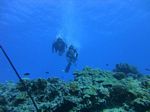 Hawaii Scuba divng 22