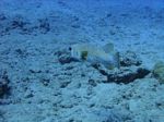 Hawaii Scuba divng 27