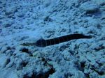 Hawaii Scuba divng 41