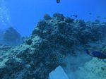 Hawaii Scuba divng 49