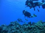 Hawaii Scuba divng 58