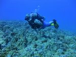 Hawaii Scuba divng 67