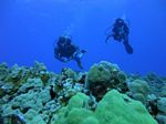 Hawaii Scuba divng 71