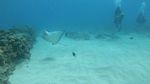 Hawaii scuba 17