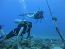 Hawaii Scuba divng 19