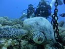 Hawaii Scuba divng 40