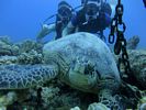 Hawaii Scuba divng 41