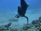 Hawaii Scuba divng 71