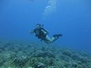 Hawaii Scuba divng 80