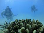 Hawaii Scuba divng 21