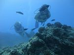 Hawaii Scuba divng 29