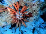Hawaii Scuba divng 33