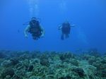 Hawaii Scuba divng 37