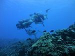 Hawaii Scuba divng 38