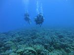 Hawaii Scuba divng 48