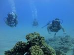 Hawaii Scuba divng 56