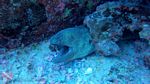 Oahu scuba 12