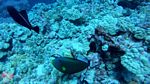 Oahu scuba 16