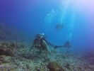 Hawaii Scuba divng 10