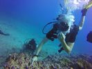 Hawaii Scuba divng 13