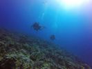 Hawaii Scuba divng 28