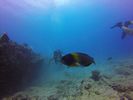 Hawaii Scuba divng 33