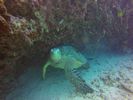 Hawaii Scuba divng 41