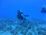 Hawaii Scuba divng 22