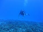 Hawaii Scuba divng 23