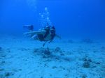 Hawaii Scuba divng 26