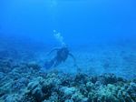 Hawaii Scuba divng 30