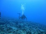 Hawaii Scuba divng 31