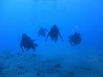 Hawaii Scuba divng 43