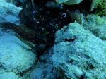 Hawaii Scuba divng 63