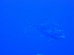 Hawaii Scuba divng 33