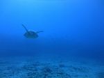 Hawaii Scuba divng 48